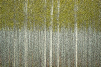 Tree Farm, Abstract #2 photograph available in custom sizes Look in Abstracts category for pricing