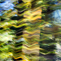 Forest Abstract Square Four