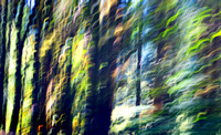 Forest Abstract Long Two