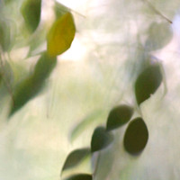 Leaves Abstract #3