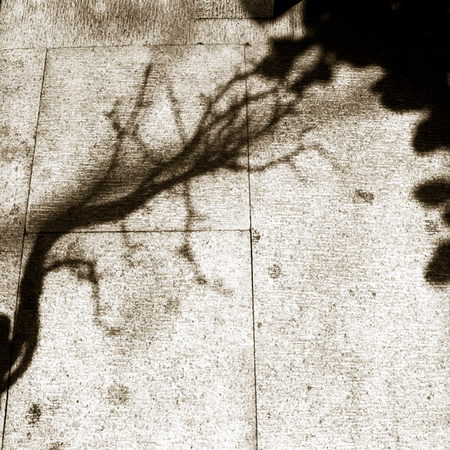Shadows #1