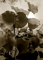 Lotus in Sepia