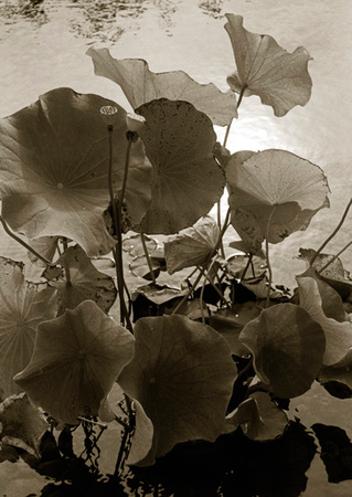 Lotus in Sepia