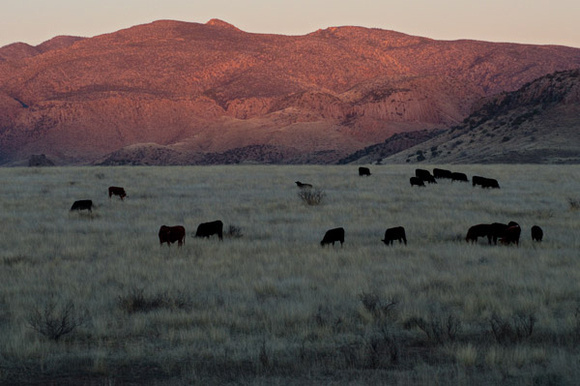 Cattle, Arizona
