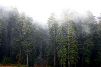Redwoods, Fog