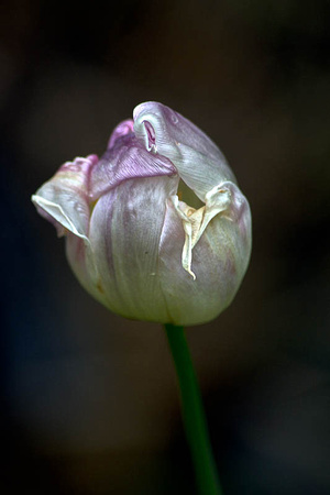 Tulip #4