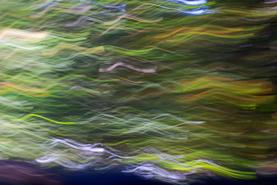 Forest Abstract Three