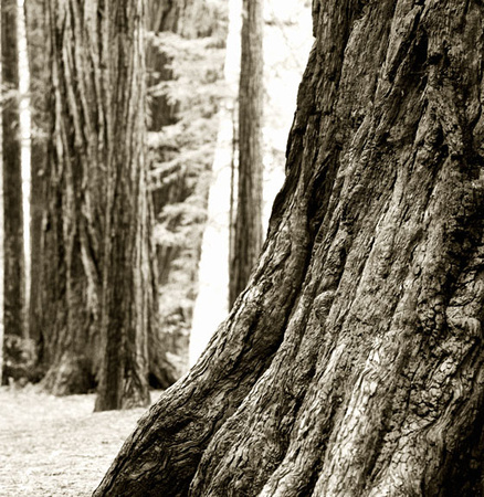 Redwoods, Silence