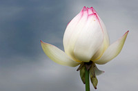 Single Lotus Blossom
