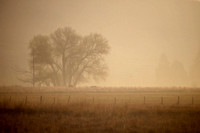 Morning Fog, Homeland