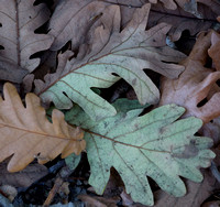 Oak Leaves #2