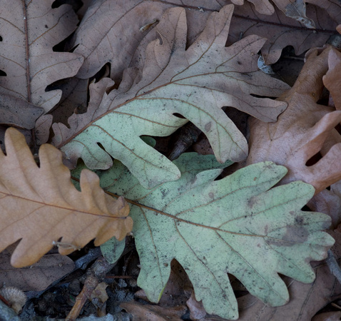 Oak Leaves #2