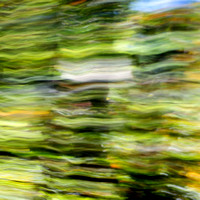 Forest Abstract Square Six