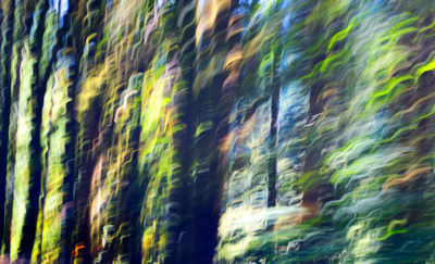 Forest Abstract Long Two