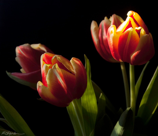 Red Tulips Two
