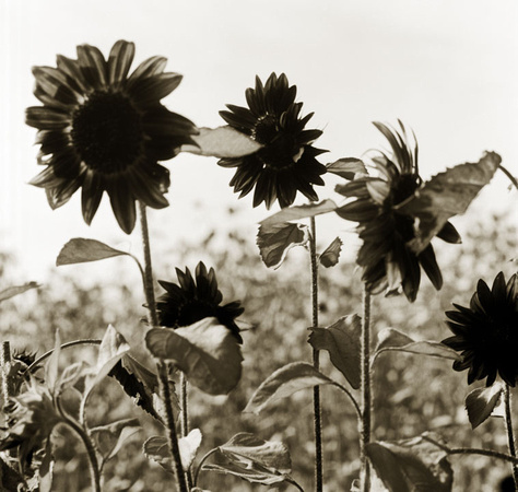 Sauvie Sunflowers