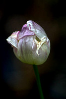 Tulip #4