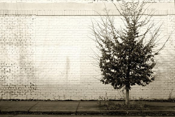 Tree Against Wall