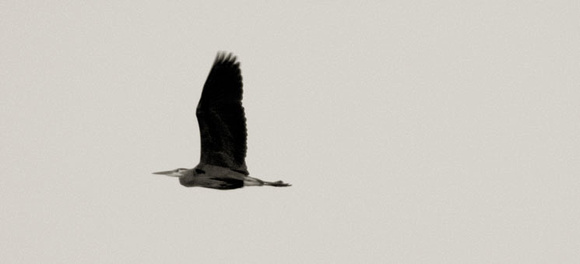 Heron, Sauvie Island