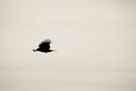 Beach Crow