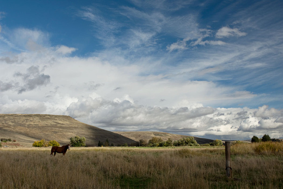 Horse and Sky, Homeland