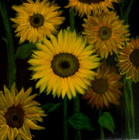 Sunflowers 12" x 12" on 7/8" wooden panel $200.00