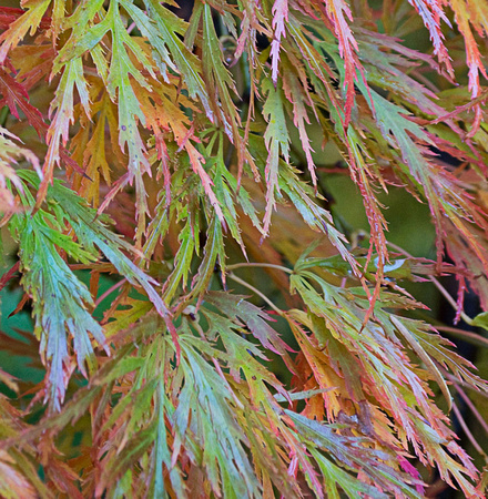 Fall, Japanese Maple