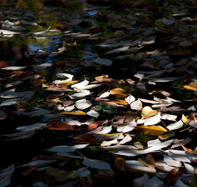 Autumn Leaves on Pond