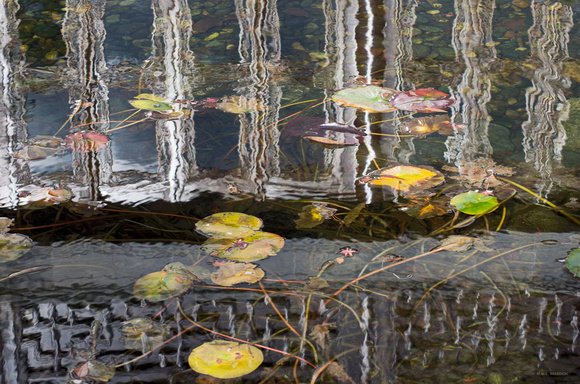 Lilypads and Reflections